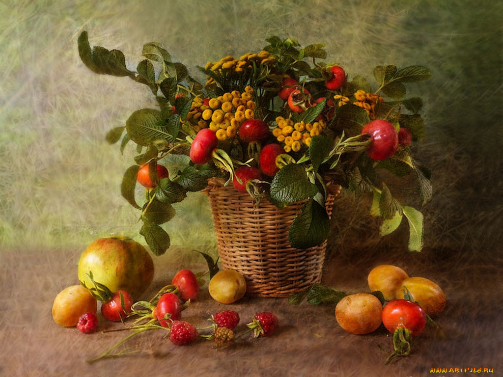 nattallia, shloma, , , 